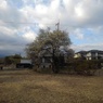 梅の季節が始まった長峰公園（2月18日）