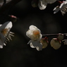 梅の季節