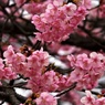 花が数が増えた