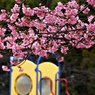 桜のある風景