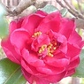 サザンカの花（2月4日）