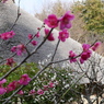 民家園