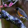 八重紅梅にオオアカハラ