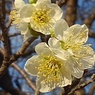 長峰公園の開花した梅の花（2月18日）