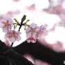 如月の桜～ⅱ