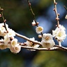 2月の梅：春日野