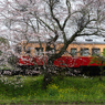 桜と小湊鉄道その1の2