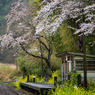 桜と小湊鉄道その1の4
