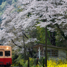 桜と小湊鉄道その1の6