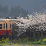 桜と小湊鉄道その1の7