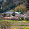 桜と小湊鉄道その1の9