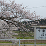 桜と小湊鉄道その1の13