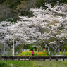 桜といすみ鉄道その1の3