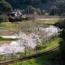 桜といすみ鉄道その1の6