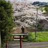 桜といすみ鉄道その2の7