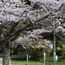 桜といすみ鉄道その2の9