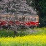 桜と小湊鉄道その2の2