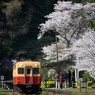 桜と小湊鉄道その2の4