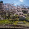 桜と小湊鉄道その2の5