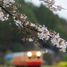 桜と小湊鉄道その2の7