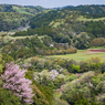 桜と小湊鉄道その2の8