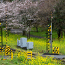 桜と小湊鉄道その2の9