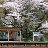 桜と小湊鉄道その2の10