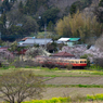 桜と小湊鉄道その2の11