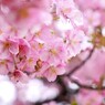 如月の桜～ⅴ