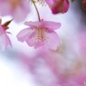 如月の桜～ⅵ