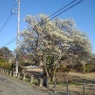 長峰公園の道路沿いの梅の木（2月24日）