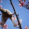 ヒヨドリと桜