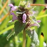 小さい草花よく見れば