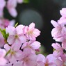 如月の桜～ⅸ