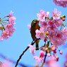 如月の桜～ⅻ