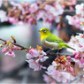 春が来た-2