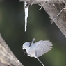 野鳥_Feb2024