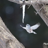 野鳥_Feb2024