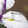 生まれは菖蒲