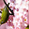 桜色と鶯色