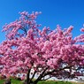 如月の桜～xxiii