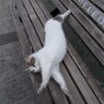 あなたを待つ～～ながい長いネコ～～