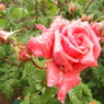 DSC01194