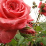DSC01195