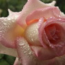 DSC01207