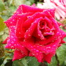DSC01231