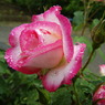 DSC01241
