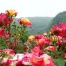 DSC01243