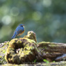 happy blue bird４