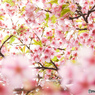 早咲きの桜